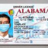 alabama driver license template