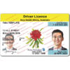 nsw drivers license template 1